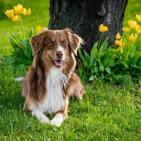 House Katharina, Apartment Westerland